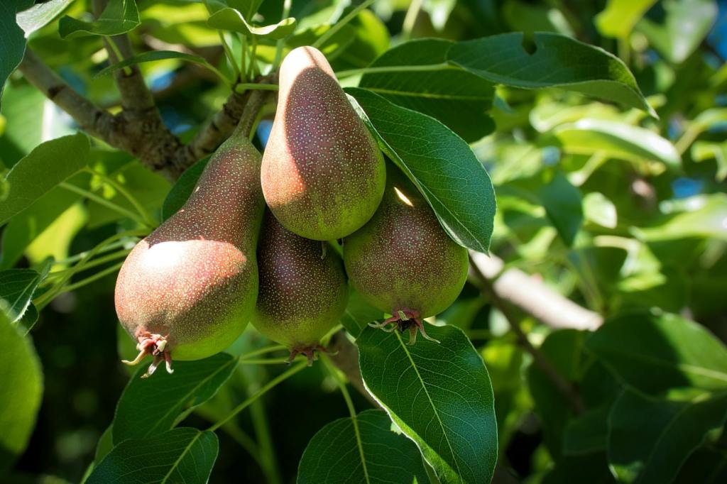 Kriaušių trąšos vaisių didinimui: ką rinktis?